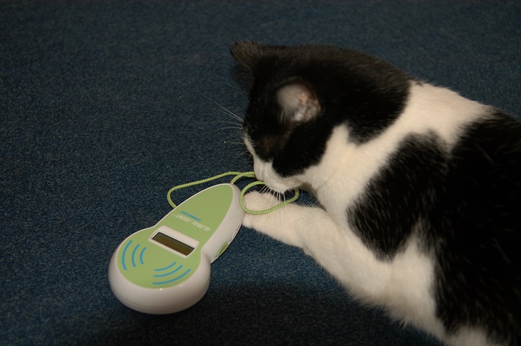 Cats love microchips!